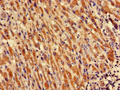 CRIPT Antibody