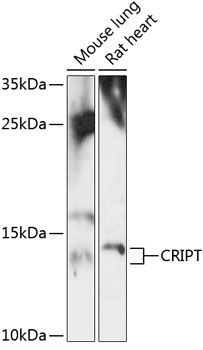 CRIPT antibody