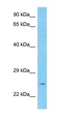 CRIS2 antibody