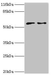 CRISPLD2 antibody