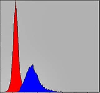 CRK Antibody