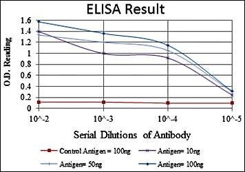 CRK Antibody