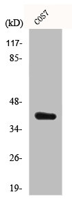 CRKL antibody