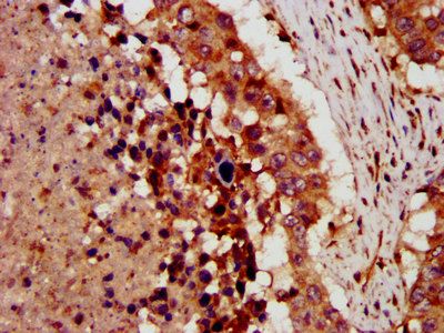 CRLF1 Antibody