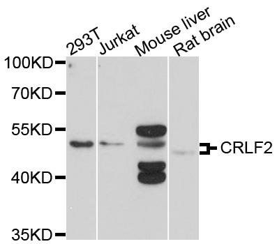 CRLF2 antibody