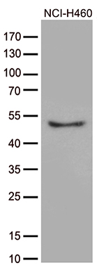 CRLF3 antibody