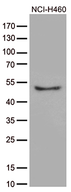 CRLF3 Antibody