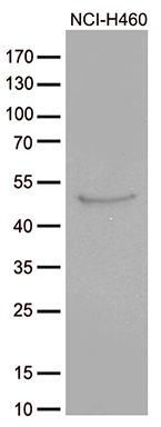 CRLF3 antibody