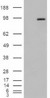 CRLF3 Antibody