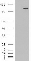 CRLF3 Antibody