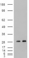 CRLF3 Antibody
