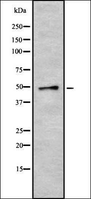 CRLF3 antibody