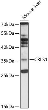 CRLS1 antibody