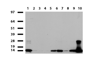 CRMP2 (DPYSL2) antibody