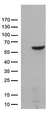 CRMP2 (DPYSL2) antibody