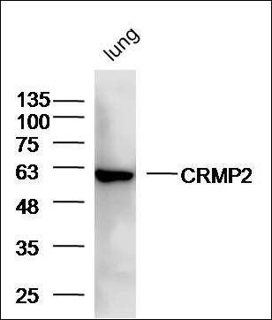 CRMP2 antibody