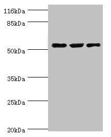 CRNN antibody
