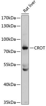 CROT antibody