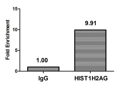 Crotonyl-HIST1H2AG (K125) antibody