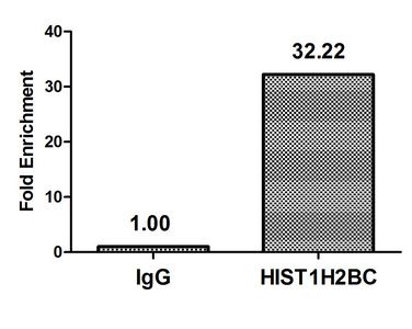 Crotonyl-HIST1H2BC (K12) Antibody