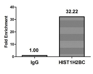 Crotonyl-HIST1H2BC (K12) antibody