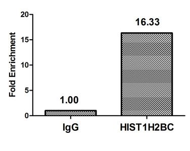 Crotonyl-HIST1H2BC (K16) antibody