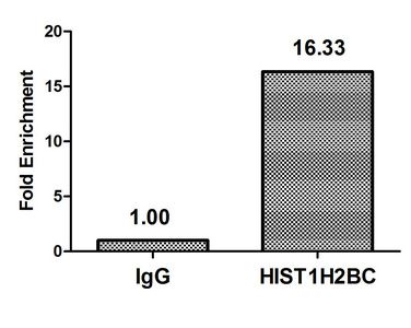 Crotonyl-HIST1H2BC (K16) Antibody