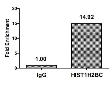 Crotonyl-HIST1H2BC (K20) antibody