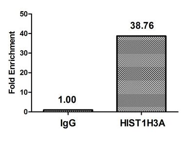 Crotonyl-HIST1H3A (K18) antibody