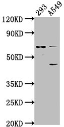 CRTAC1 Antibody