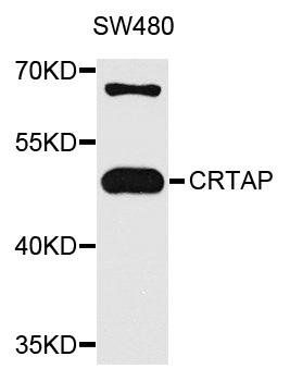 CRTAP antibody