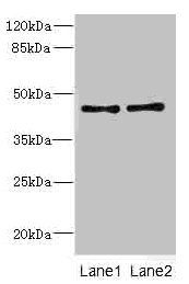 CRTAP antibody