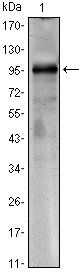 CRTC1 Antibody