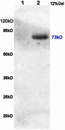 Crtc1 (phospho-Ser151) antibody