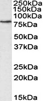 Goat anti-CRTC2 (aa542-553) Antibody