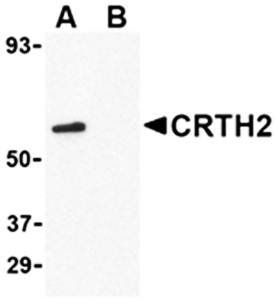 CRTH2 Antibody