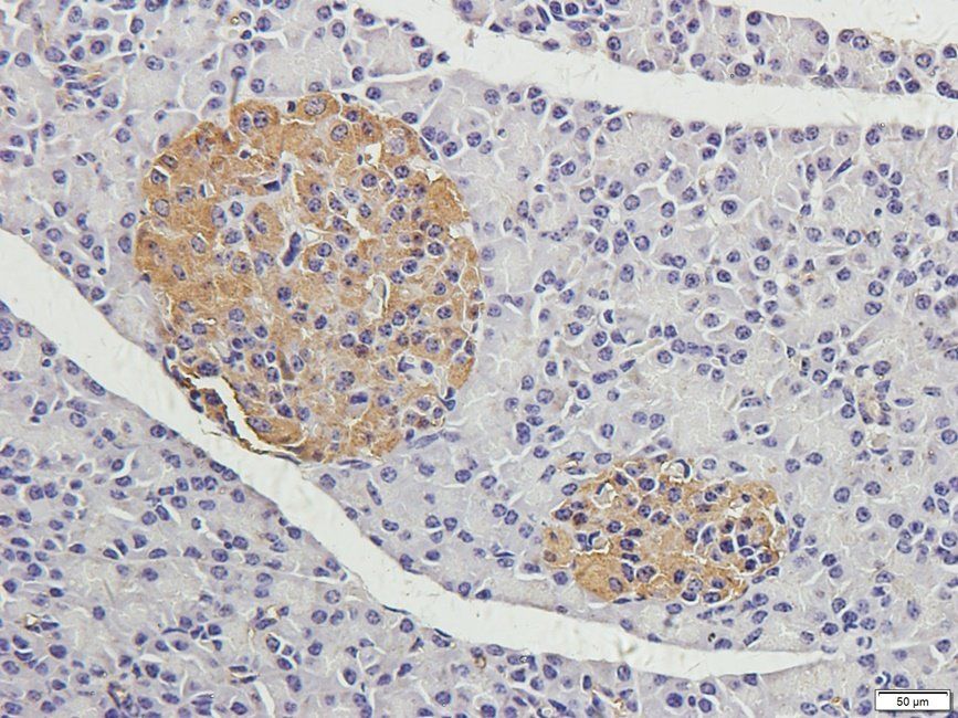 CRUM3 antibody