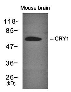 CRY1 Antibody