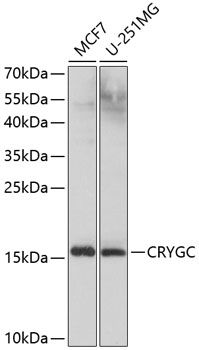 CRYGC antibody