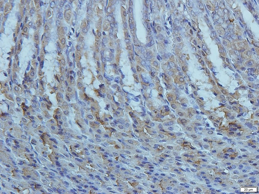 Cryopyrin antibody