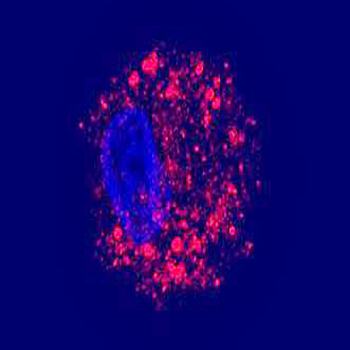 Goat anti-CIAS1 / cryopyrin ( C Terminus) Antibody