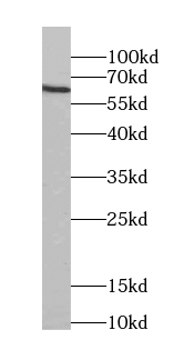 Cryptochrome 2 antibody