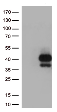 Cryptochrome I (CRY1) antibody