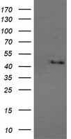 CRYZL1 antibody