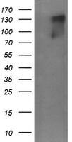 CRYZL1 Antibody