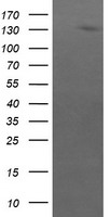 CRYZL1 antibody