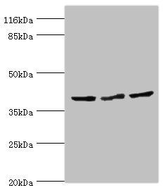 CRYZL1 Antibody