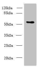 Csad antibody