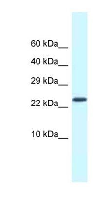 Csdc2 antibody