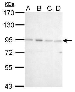 CSDE1 Rabbit Polyclonal Antibody